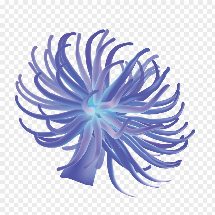 Blue Sea Anemone Aquatic Plant PNG