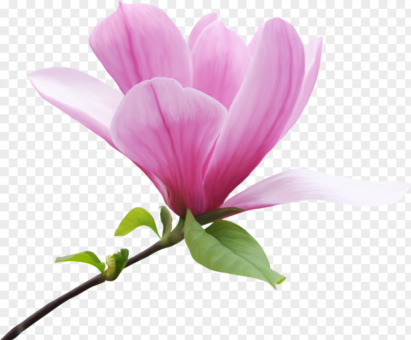 Flowers Flower Animation Microsoft Paint PNG