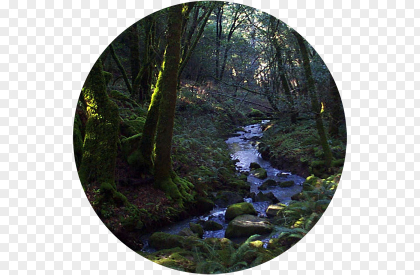 Forest Water Resources Stream Woodland Biome Nature Reserve PNG