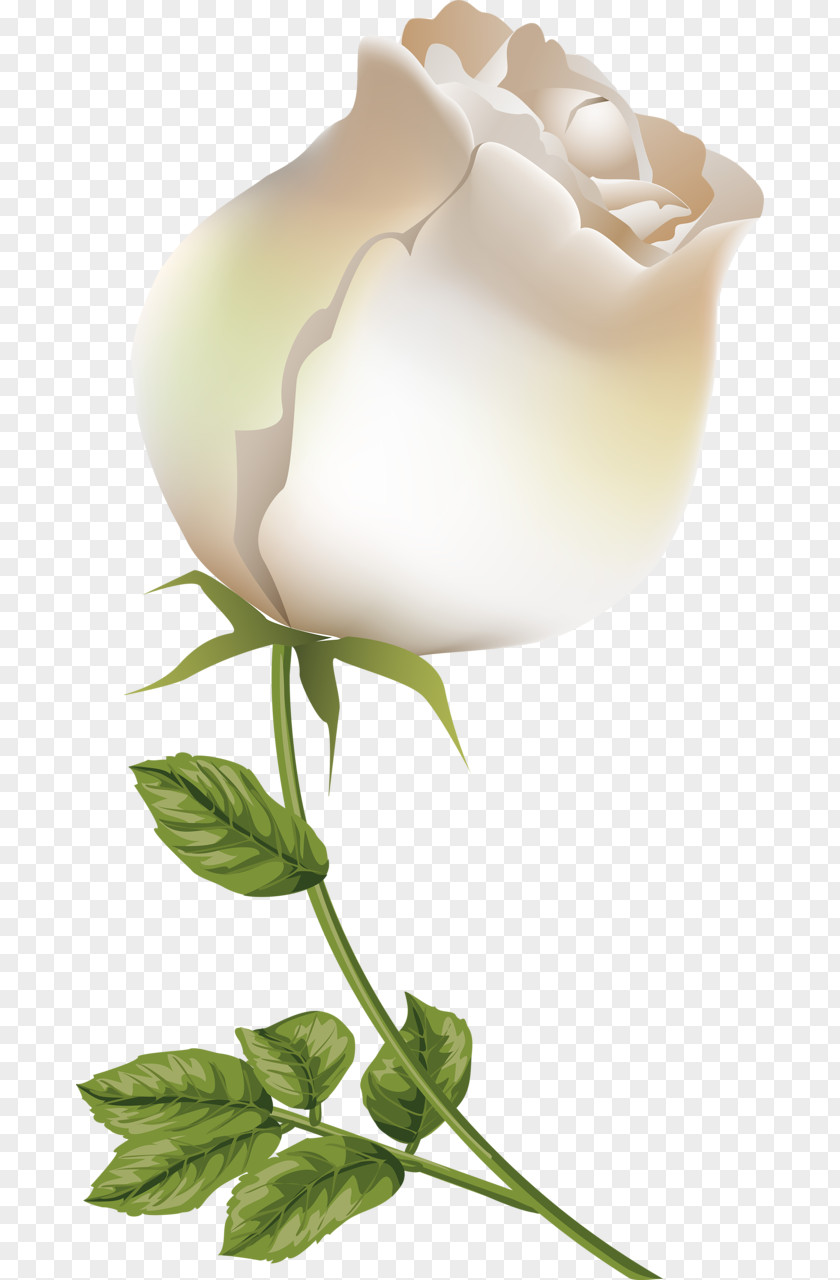 情人节玫瑰 Garden Roses Painting Desktop Wallpaper Flower PNG