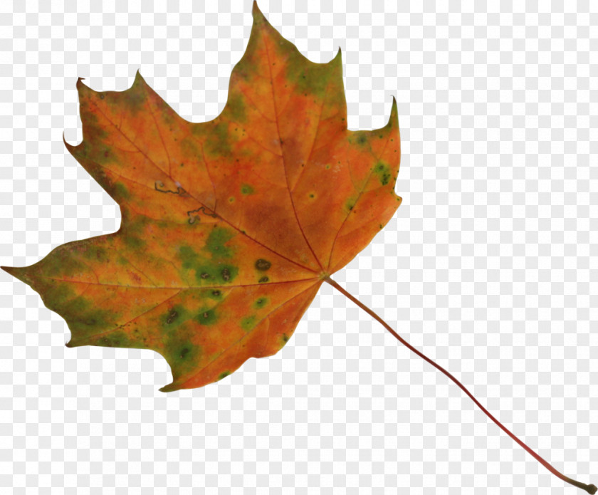 Maple Leaf Sugar Japanese PNG