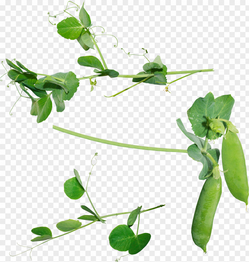 Pea Icon PNG