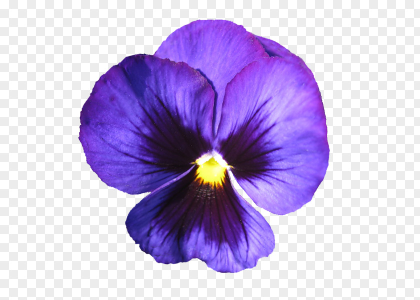 Purple African Violet Pansy Flower Sweet PNG