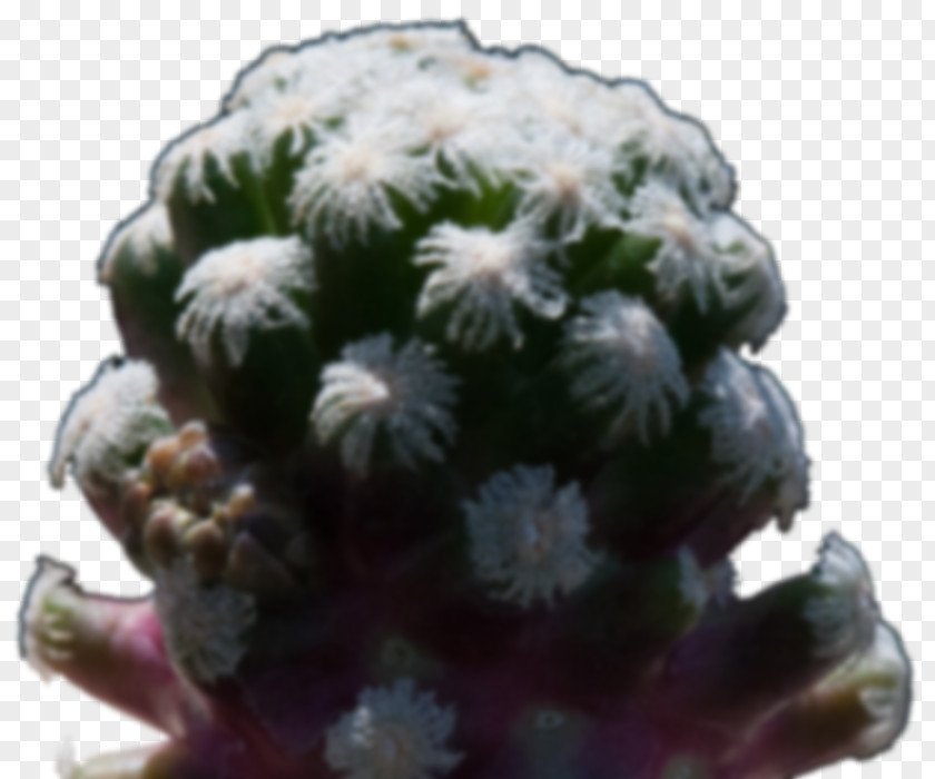 Cactus. Citroën Cactus M PNG