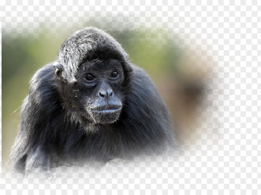 Durango Wild Lands Common Chimpanzee Nortica Western Gorilla Arctic 1 Slingerapeneiland PNG