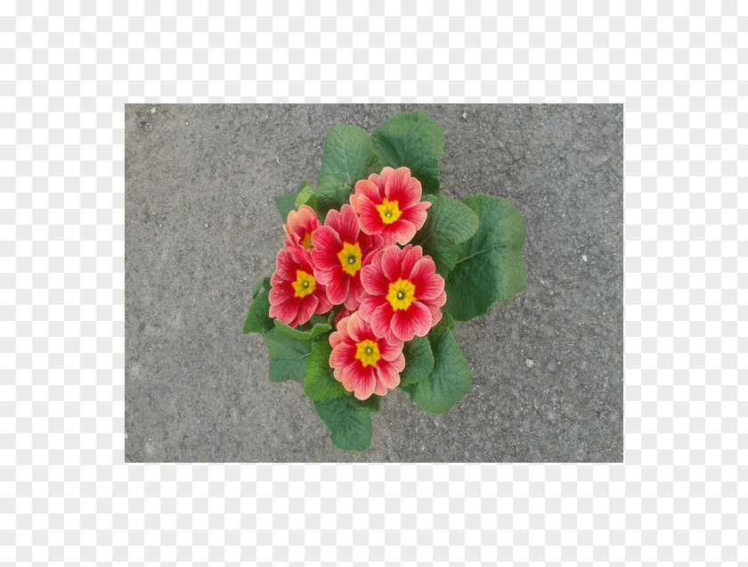 Violet Primrose Mallows Flowerpot PNG