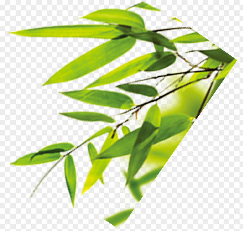 Bamboo Leaves Leaf Bamboe PNG