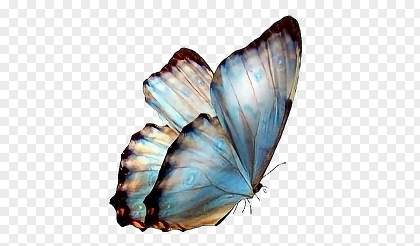 Butterfly Clip Art Desktop Wallpaper Image PNG