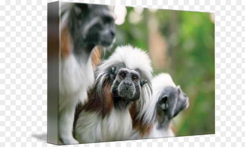 Cotton Top Tamarin Animal Dog Breed Companion Snout PNG