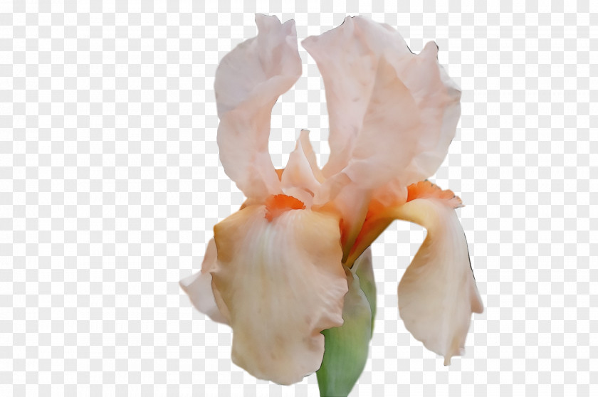 Cut Flowers Petal Orange S.a. Flower PNG