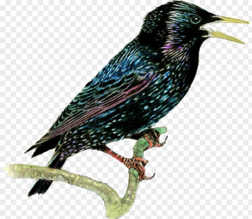 Bird Finch Common Starling Blackbird PNG