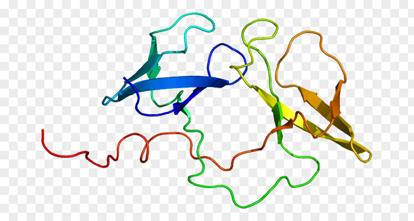 Nucleic Acid Sequence FMR1 Protein Fragile X Syndrome Gene PNG