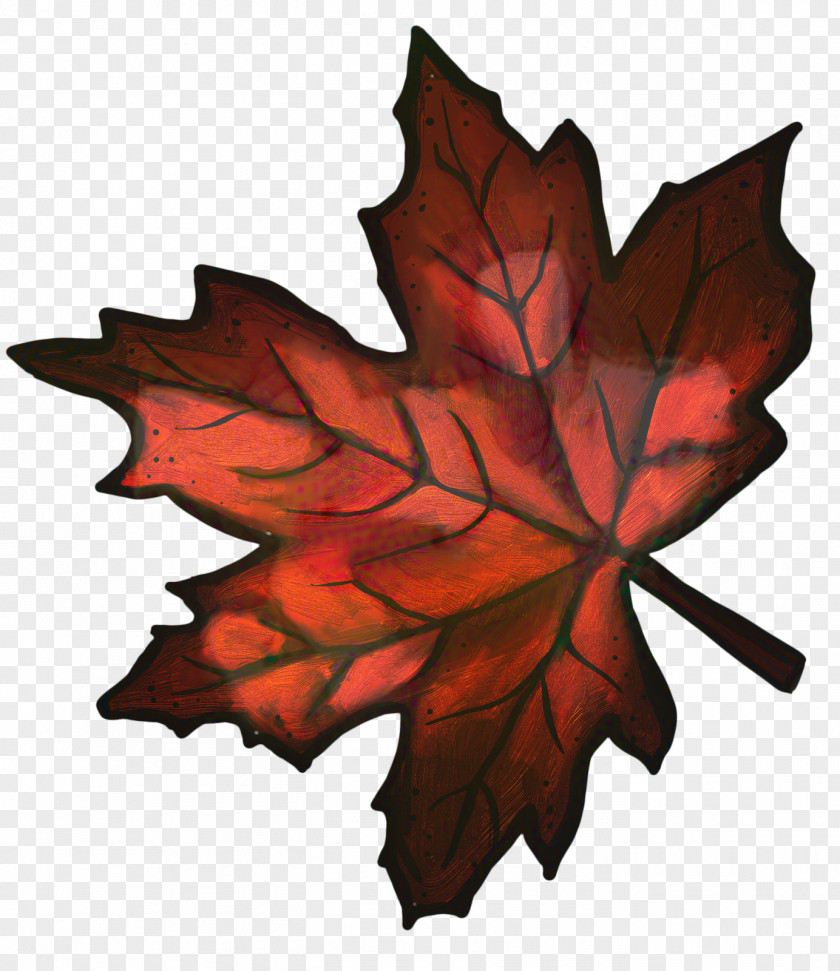 Silver Maple Planetree Family Autumn Leaves Background PNG