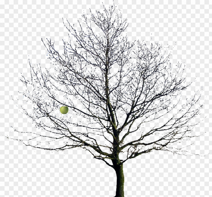 Winter Tree Drawing Oak Clip Art PNG