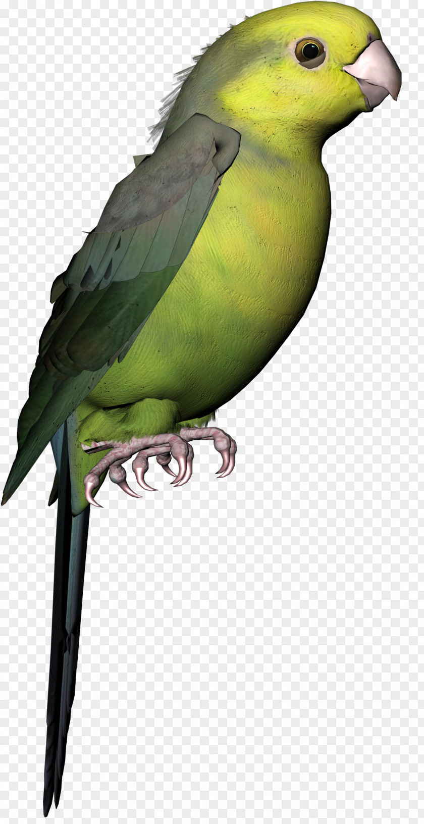 Bird Budgerigar Parakeet Lovebird Macaw PNG