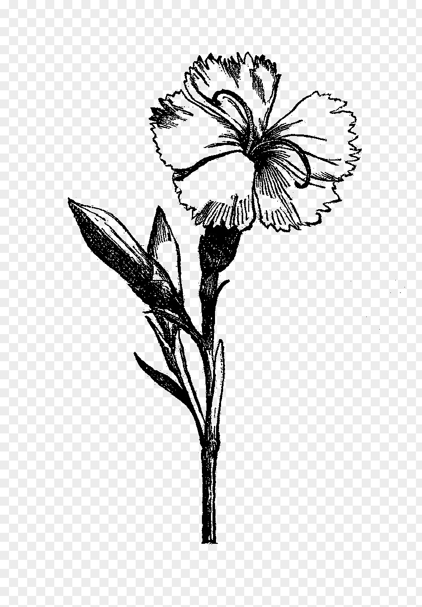 Botanical Flowers Flower Drawing Visual Arts Black And White PNG