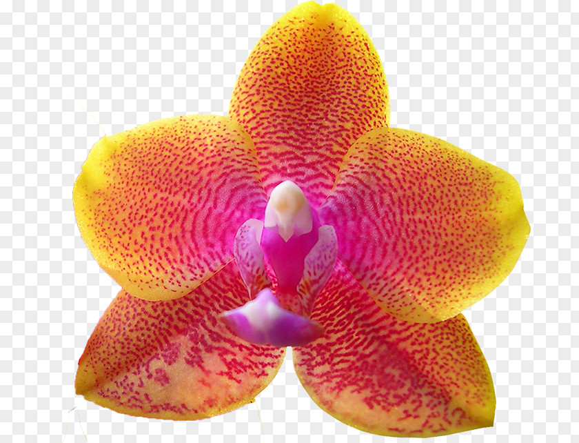 Breath Of Spring Moth Orchids Stock.xchng Royalty-free Image PNG