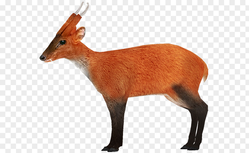 Deer Zoo Tycoon 2 Indian Muntjac Giant Wiki PNG