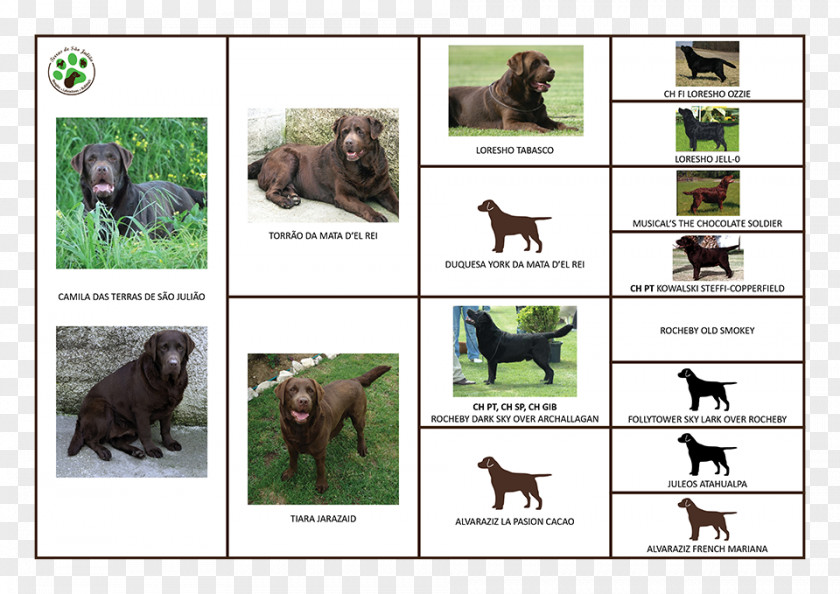 Dog Breed Sporting Group Crossbreed PNG