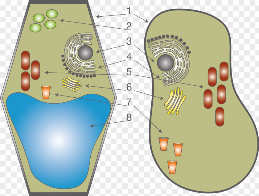 Ellen Page Plant Cell Cèl·lula Animal Anatomy Organelle PNG