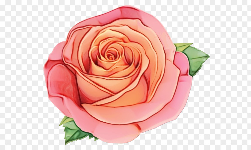 Garden Roses PNG