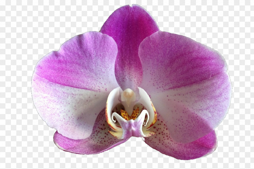 Purple Orchid Beautiful Orchids Flower Moth PNG