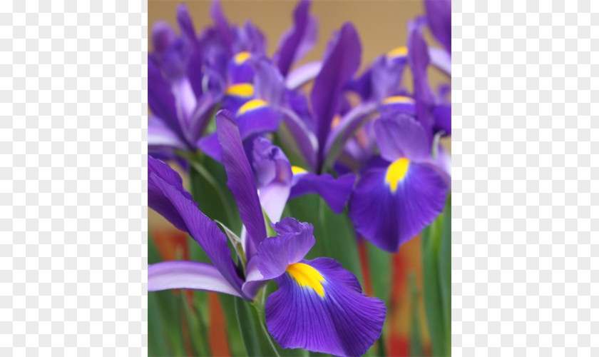 Squill Northern Blue Flag Irises PNG