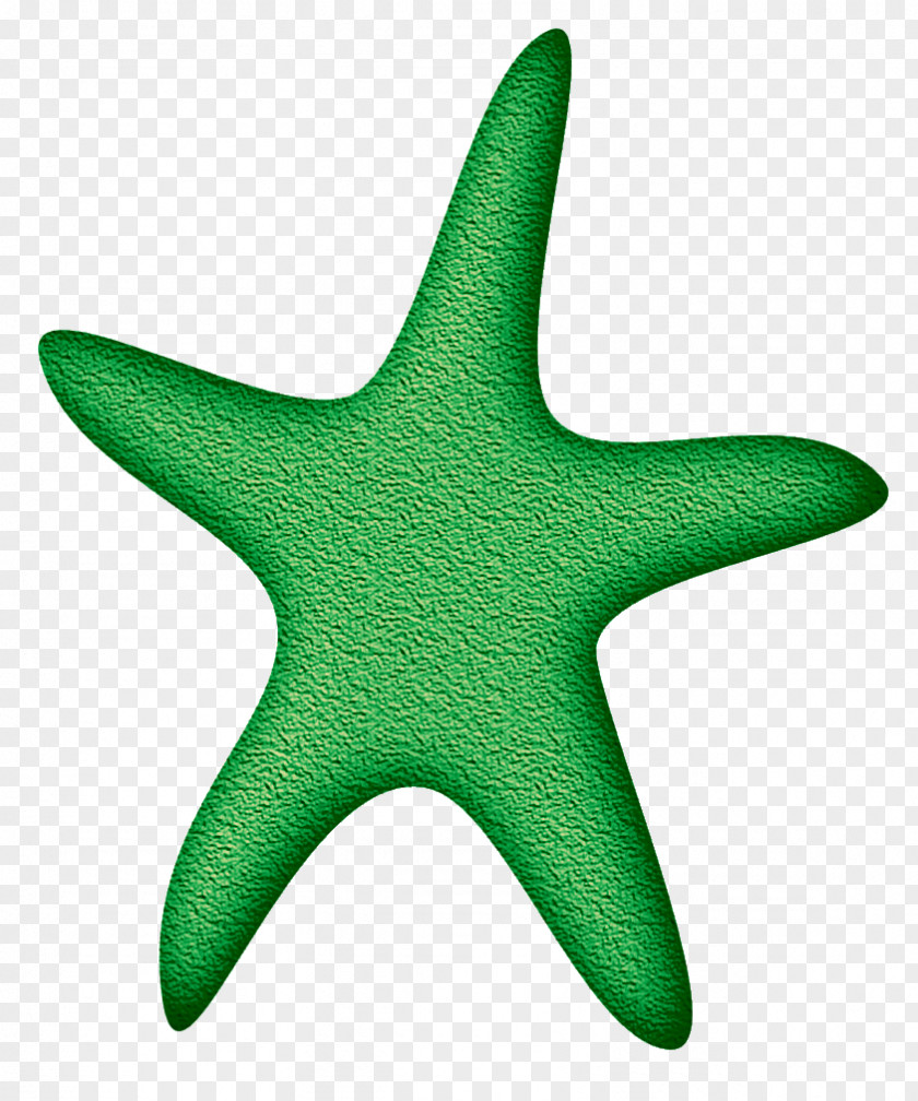Starfish Echinoderm Line PNG