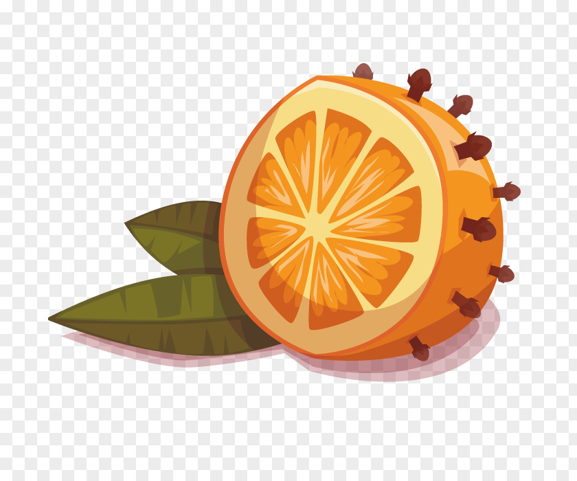 Vector Orange Fruit Mandarin Drawing PNG