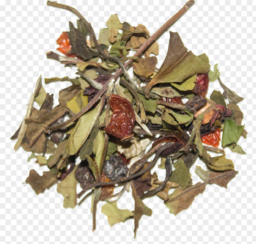 Plant Oolong PNG