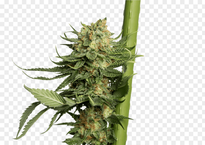 Cannabis Sativa Cup Hemp Kush PNG