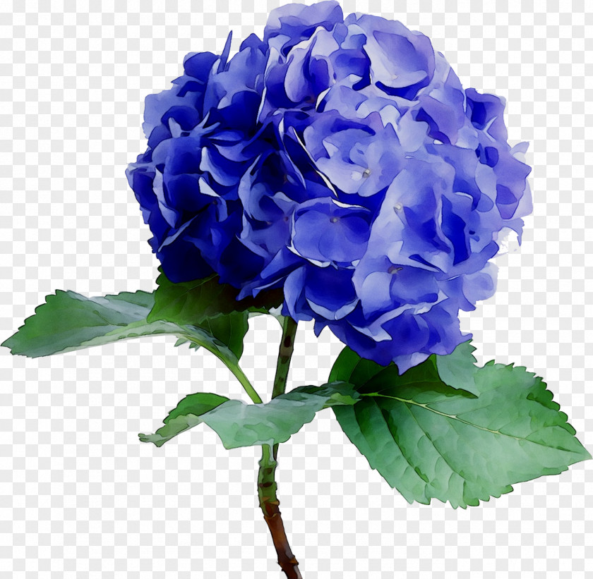 Flower Hydrangea Pink Blue Color PNG