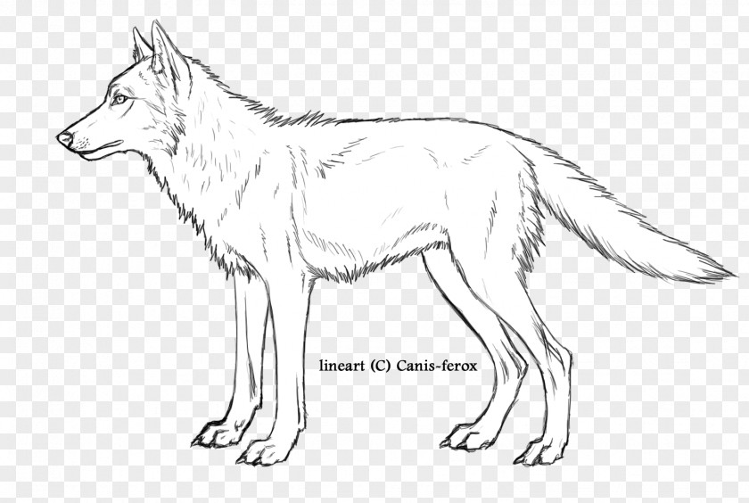 Fox Gray Wolf Red Line Art Fauna Wildlife PNG