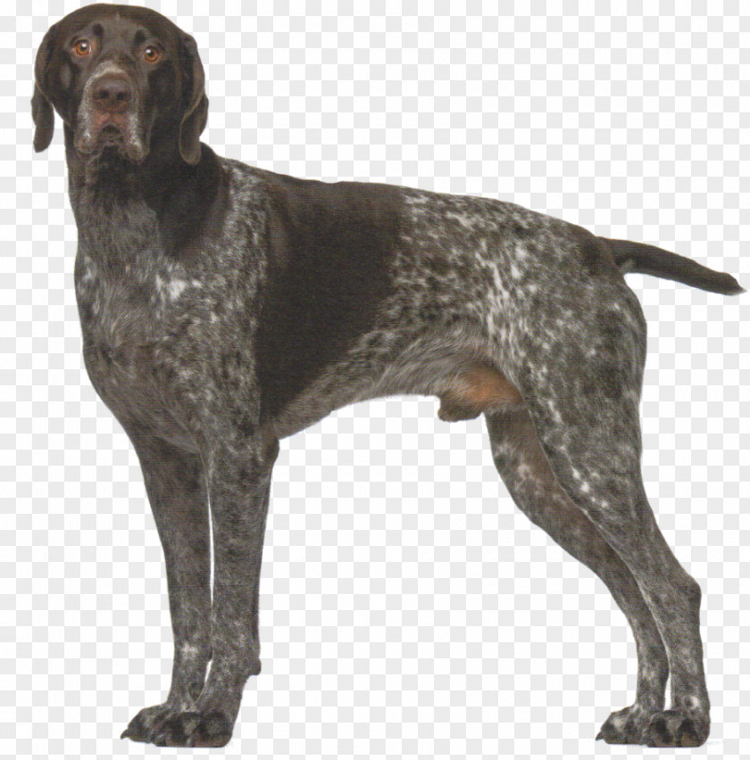 Old Danish Pointer German Shorthaired Longhaired Auvergne Small Münsterländer PNG