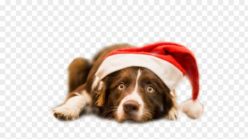 The Border Collie Dog Wearing Christmas Hats PNG border collie dog wearing christmas hats clipart PNG