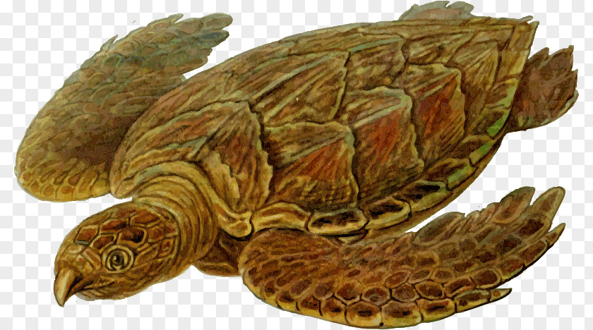 Turtle Hawksbill Sea Cheloniidae Leatherback Ploughshare Tortoise PNG