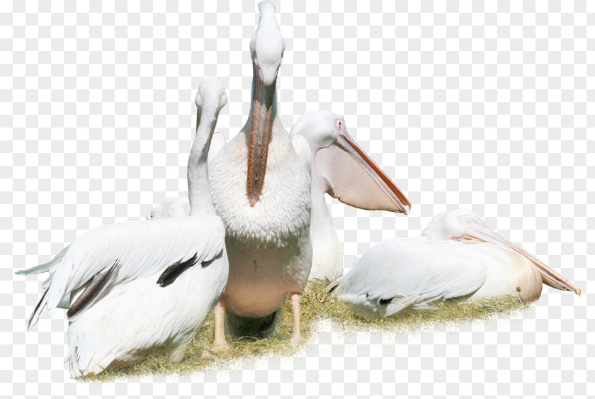 White Swan Bird Pelican Duck Crane Animal PNG