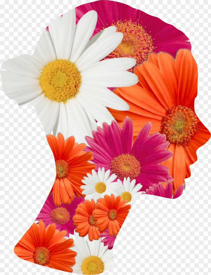 Ata Illustration Transvaal Daisy Fogarasi Way Floral Design Cut Flowers Woman PNG