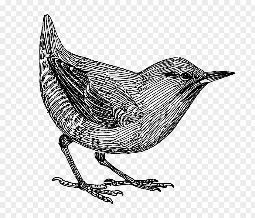 Bird Common Blackbird Drawing Beak Clip Art PNG