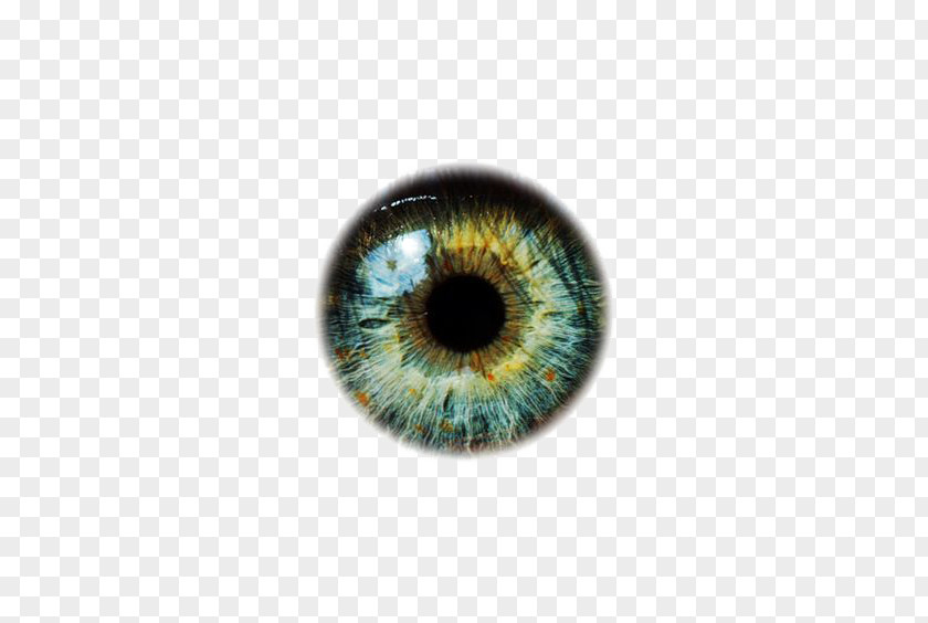 Eyeballs Human Eye PNG