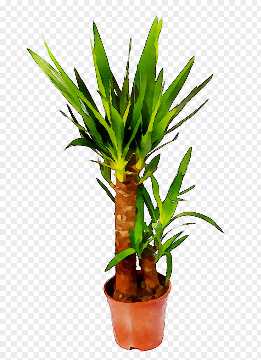 Gift Father's Day Mother's Houseplant Flower PNG
