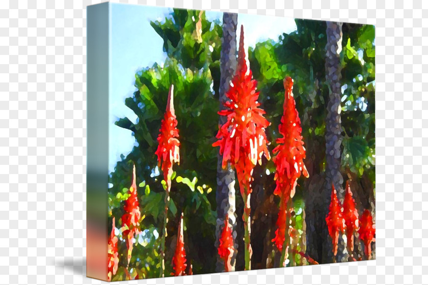 Aloe Arborescens Flowering Plant Flora Stem Succulent PNG