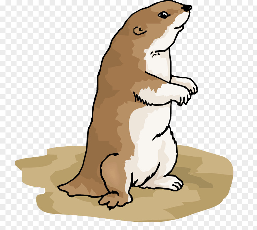 Beaver Prairie Dog Clip Art Bear Illustration PNG
