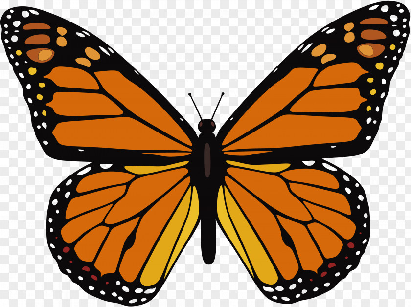 Butterfly The Monarch Insect Clip Art PNG