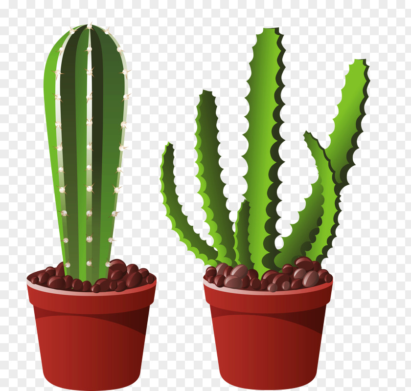 Caryophyllales San Pedro Cactus PNG