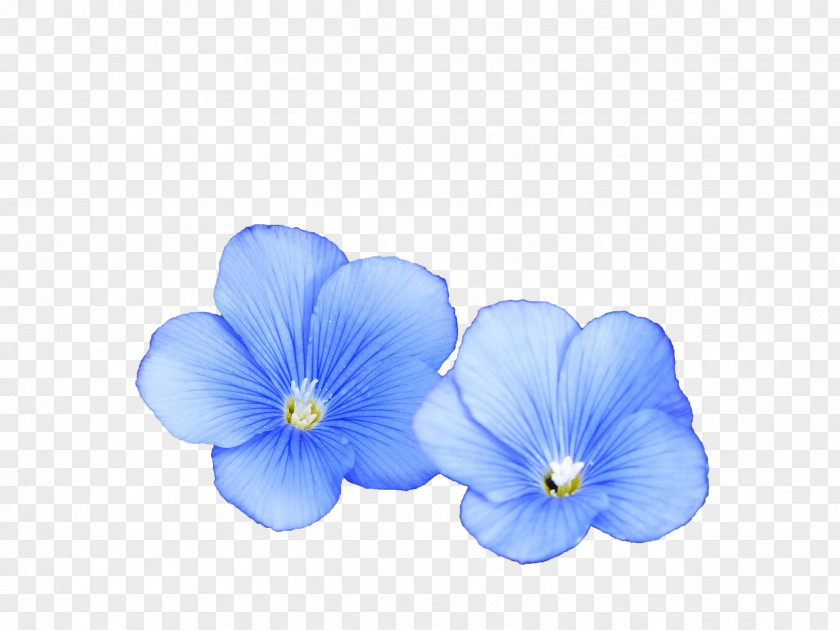 Linseed Oil Flax Flower Paper Seed PNG