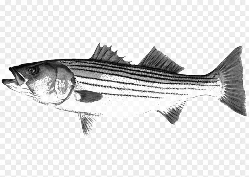 Loligo Striped Bass Mackerel Fishing New York Hampshire PNG