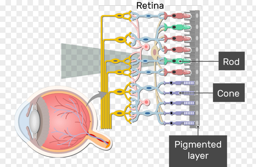 Peripheral Vision Definition Retinal Ganglion Cell Neuron PNG