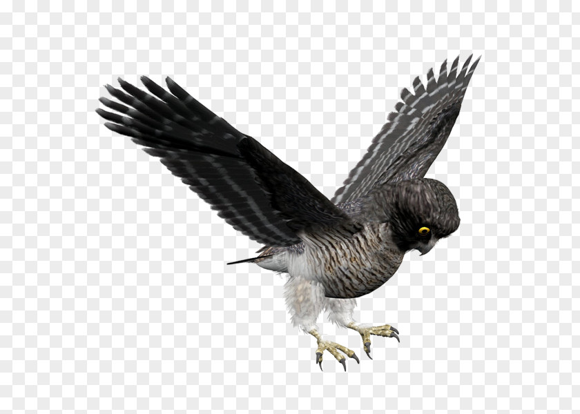 Bird Bald Eagle Owl Hawk PNG