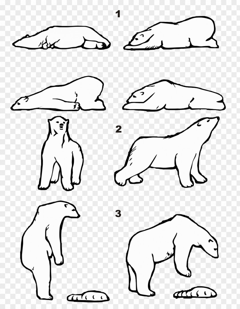 Pattern Bear Polar Walrus Regions Of Earth Arctic American Black PNG